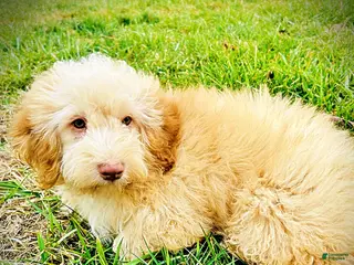 Havapoo dogs Ranger - Ad 15