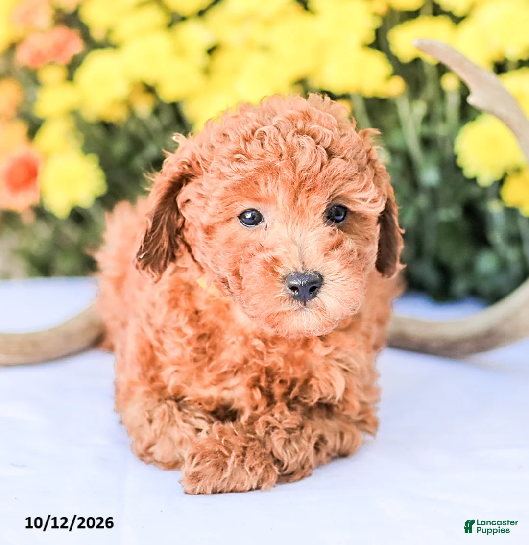 Miniature Poodle dogs for sale: Liam - Ad 12