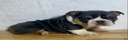 English Bulldog dogs for sale: Winnie - Ad 1