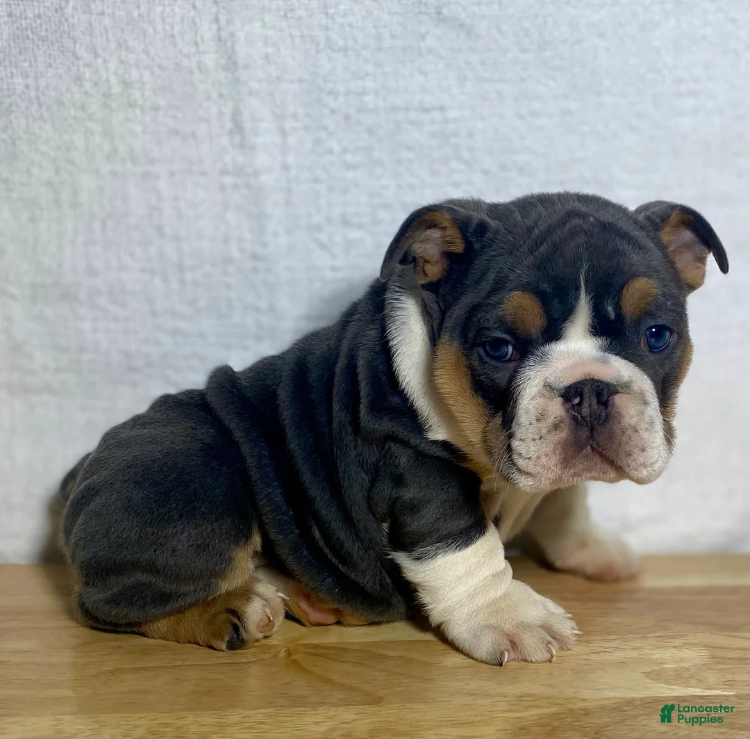 English Bulldog dogs for sale: Winnie - Ad 1