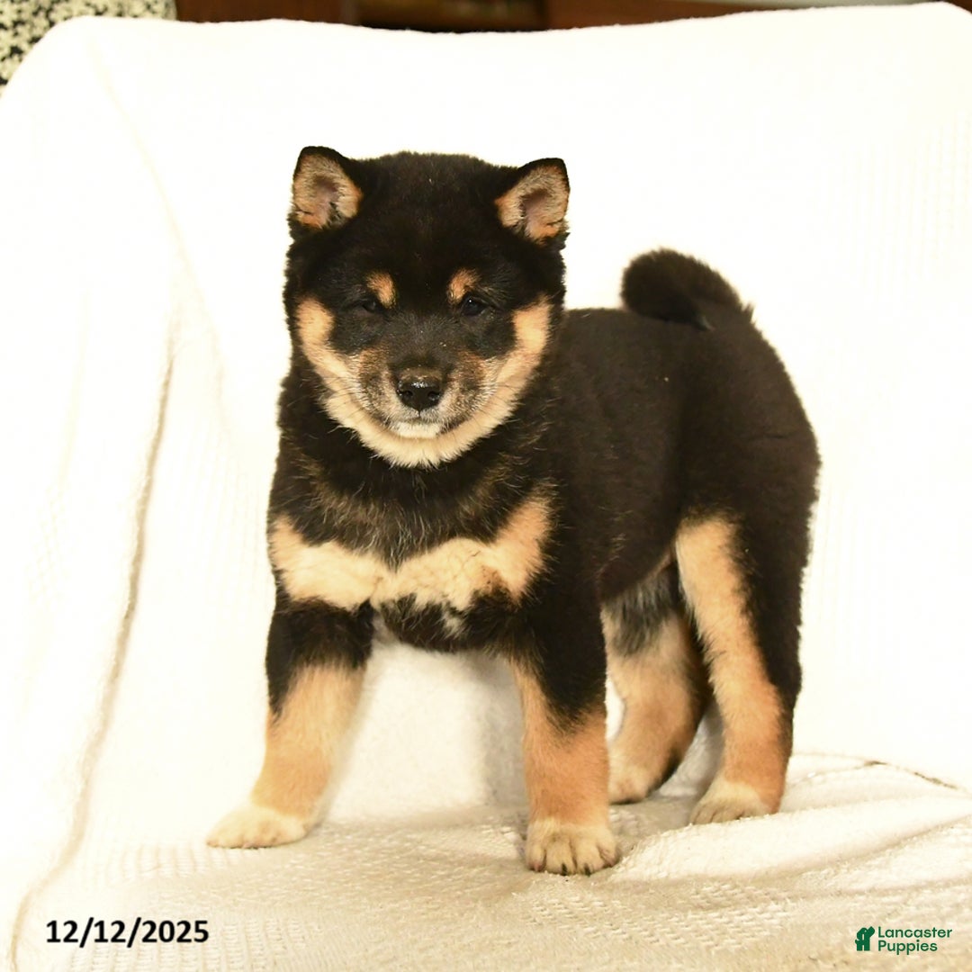 Shiba Inu dogs for sale: Pip  - Ad 5