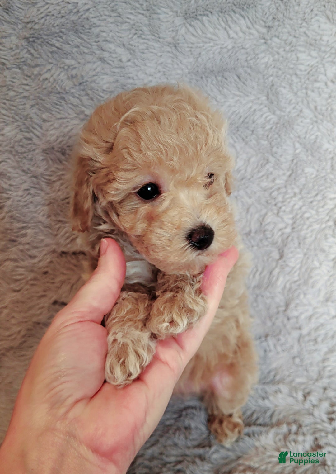 Miniature Poodle dogs for sale: Amber  - Ad 6