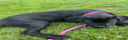 Cane Corso dogs for sale: Cane Corso Puppy 1 - Ad 2