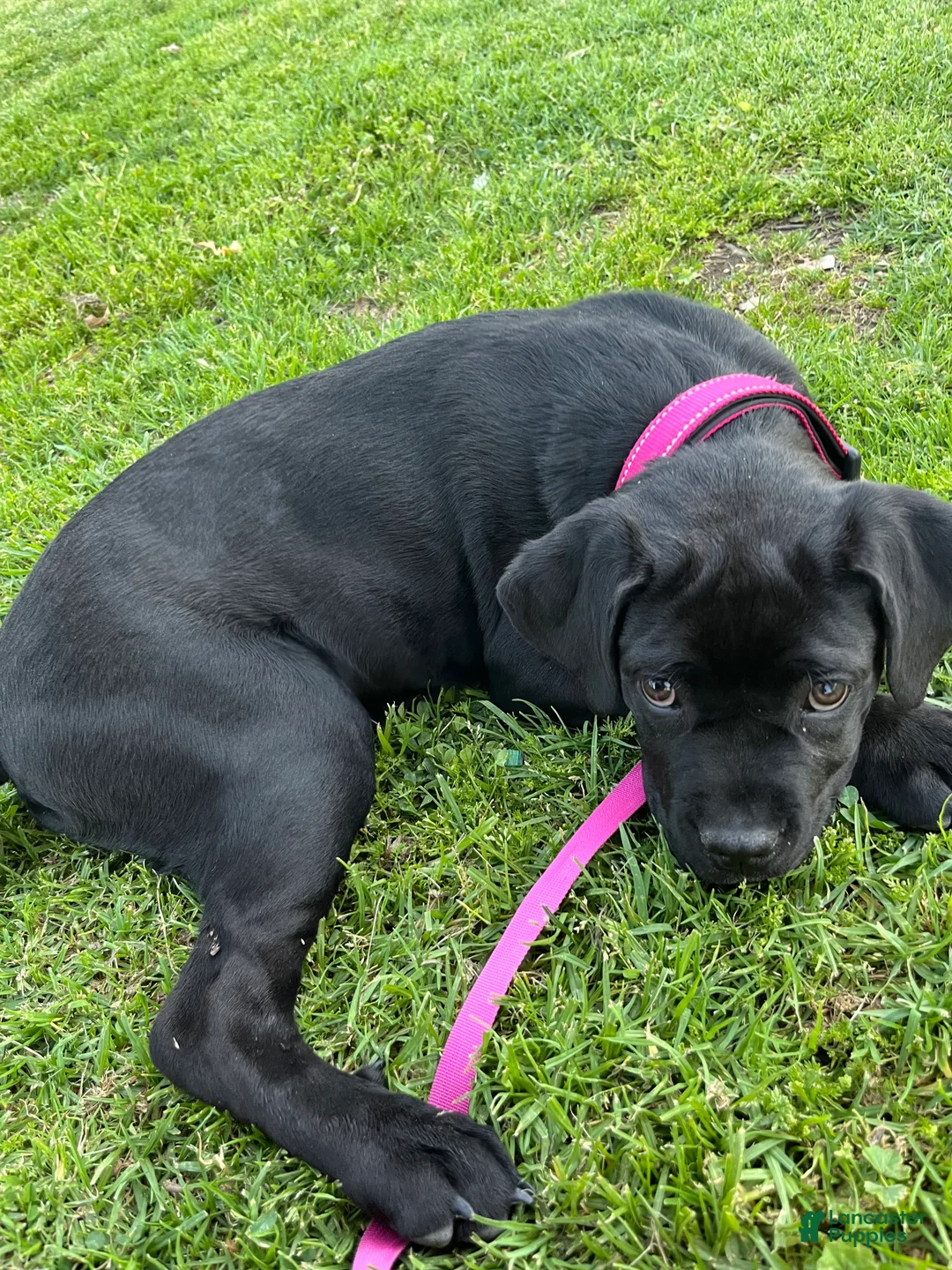 Cane Corso dogs for sale: Cane Corso Puppy 1 - Ad 2
