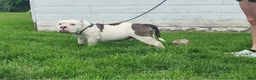 American Bully dogs for sale: Piebald Blue Merle Female - Ad 6