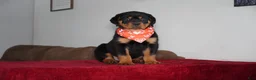 Rottweiler dogs for sale: Rocky - Ad 4