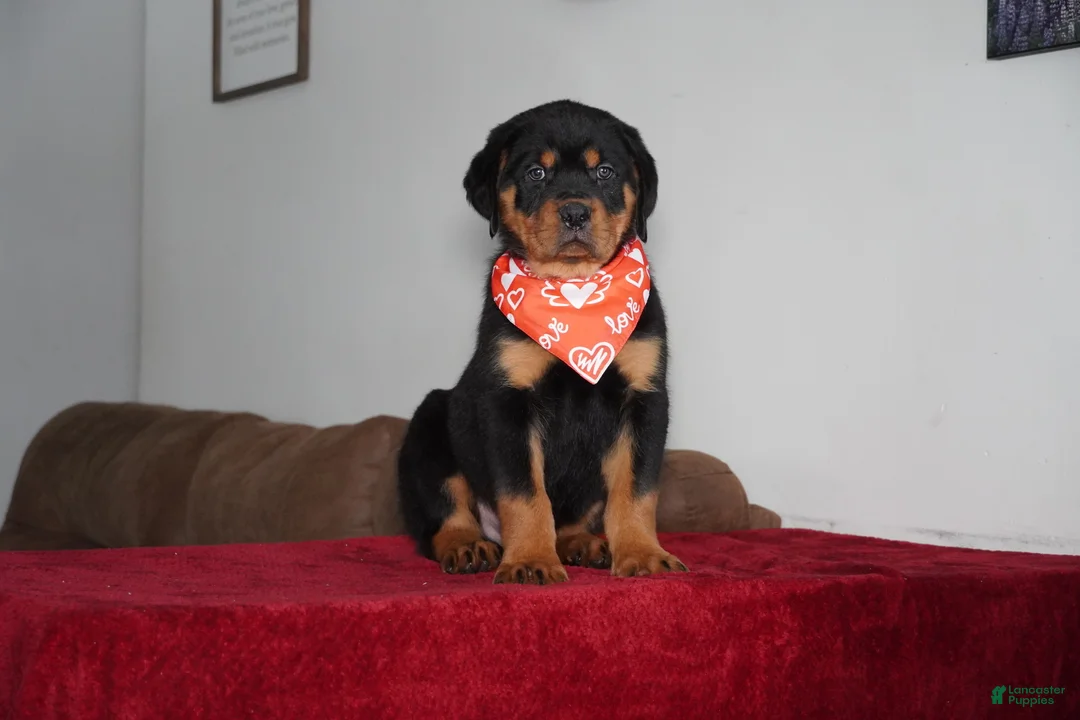 Rottweiler dogs for sale: Rocky - Ad 4