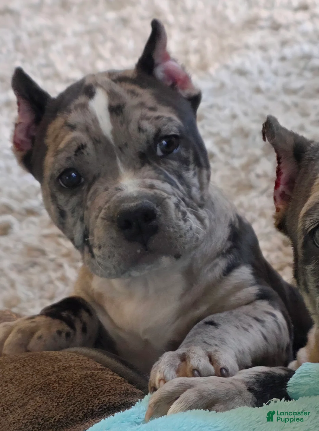 American Bully dogs for sale: Luna - Ad 1