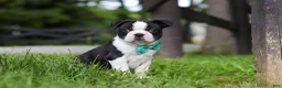 Boston Terrier dogs for sale: Atlas - Ad 4