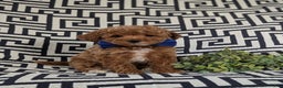 Maltipoo dogs for sale: Daine - Ad 3