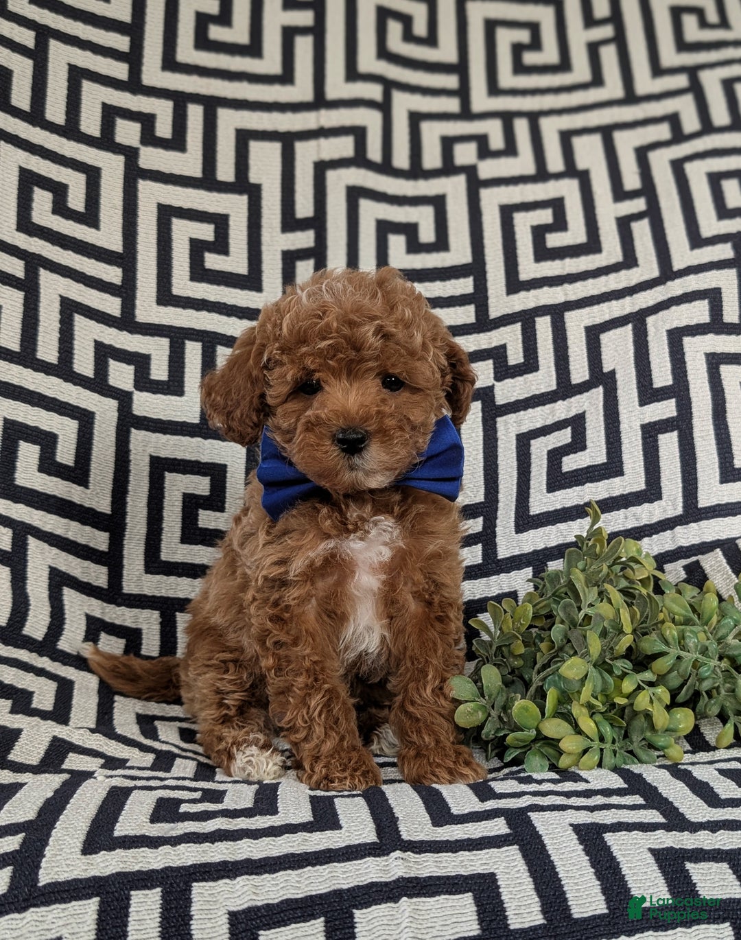 Maltipoo dogs for sale: Daine - Ad 3
