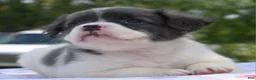 Mixed Breed dogs for sale: Zoey blue pied fluffy  - Ad 15