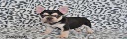 French Bulldog dogs for sale: Loni - Ad 11