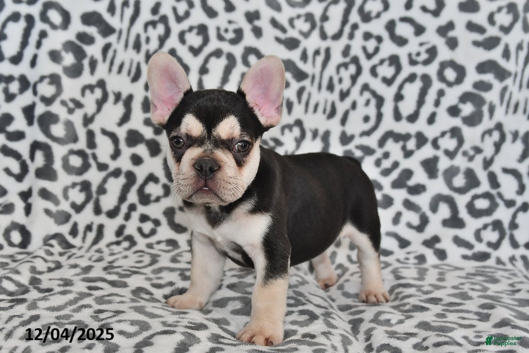 French Bulldog dogs for sale: Loni - Ad 11