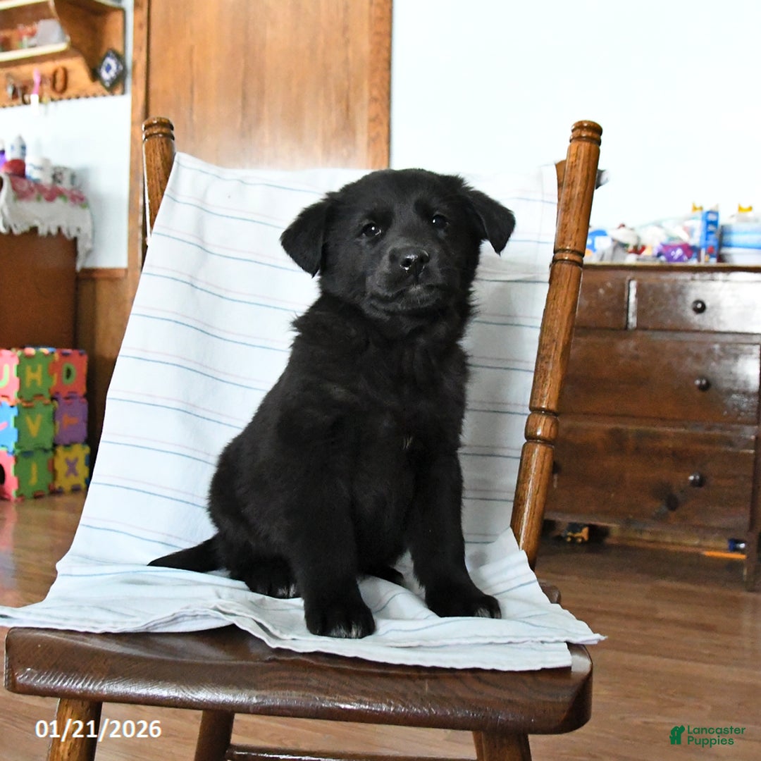 Mixed Breed dogs for sale: Sneaker  - Ad 2