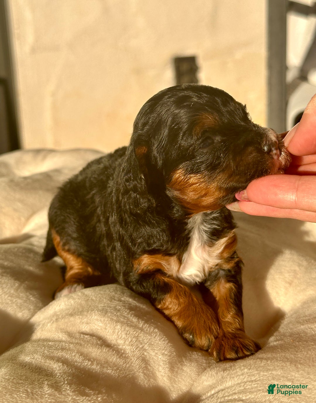 Miniature Poodle dogs for sale: Miniature Poodle Puppy 1 - Ad 3