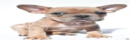French Bulldog dogs for sale: Chloe - Ad 3