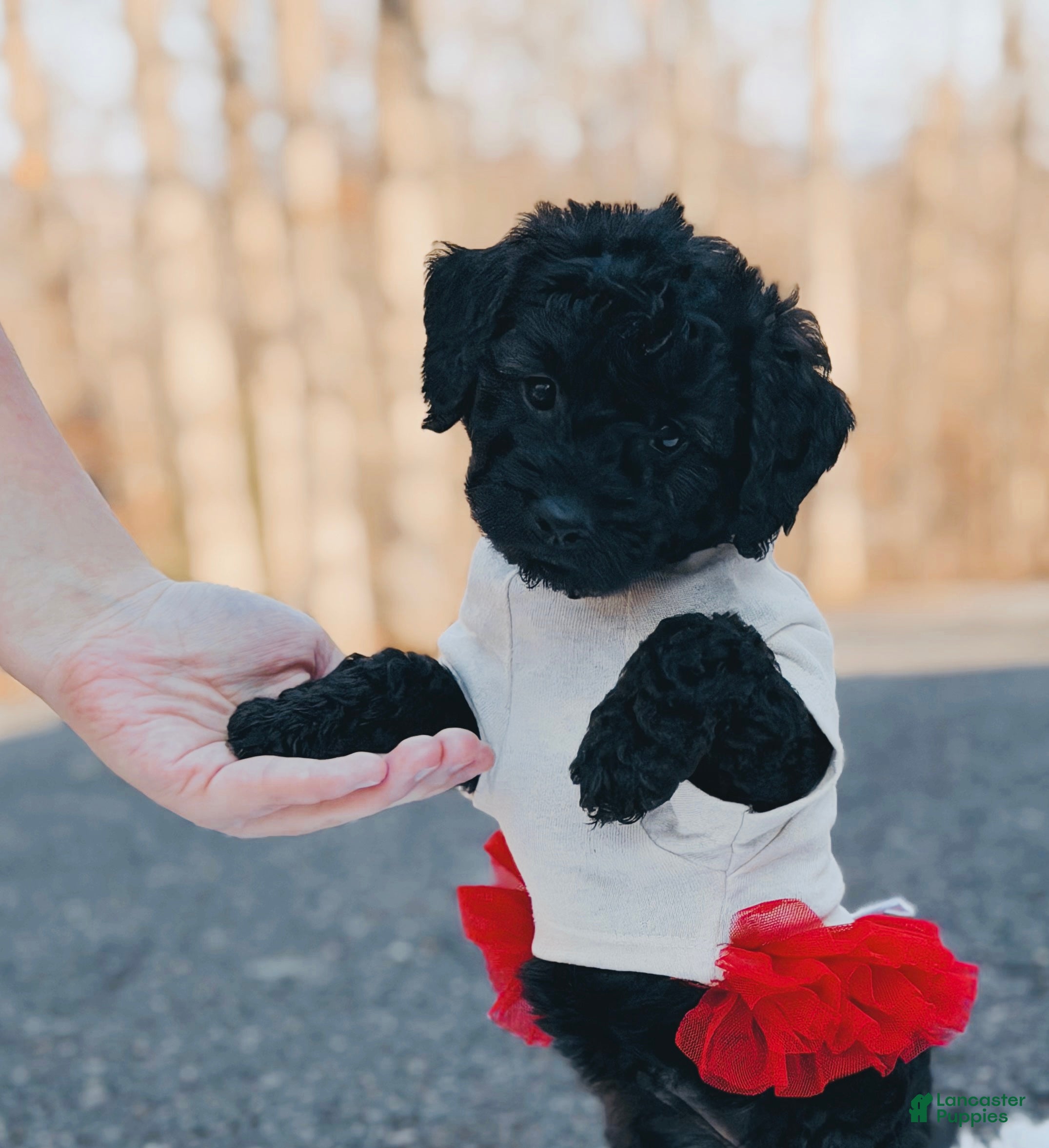 Mini Goldendoodle dogs Cheyenne - Ad 1