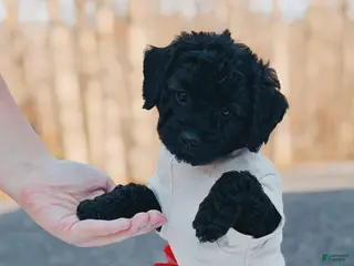 Mini Goldendoodle dogs for sale: Cheyenne - Ad 1