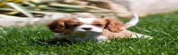 Cavalier King Charles Spaniel dogs for sale: Allen Cavalier King Charles Spaniel Puppy  - Ad 1