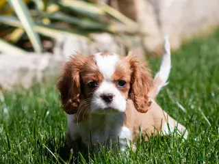 Cavalier King Charles Spaniel dogs for sale: Allen Cavalier King Charles Spaniel Puppy - Ad 2