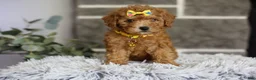 Toy Poodle dogs for sale: Amara  - Ad 12