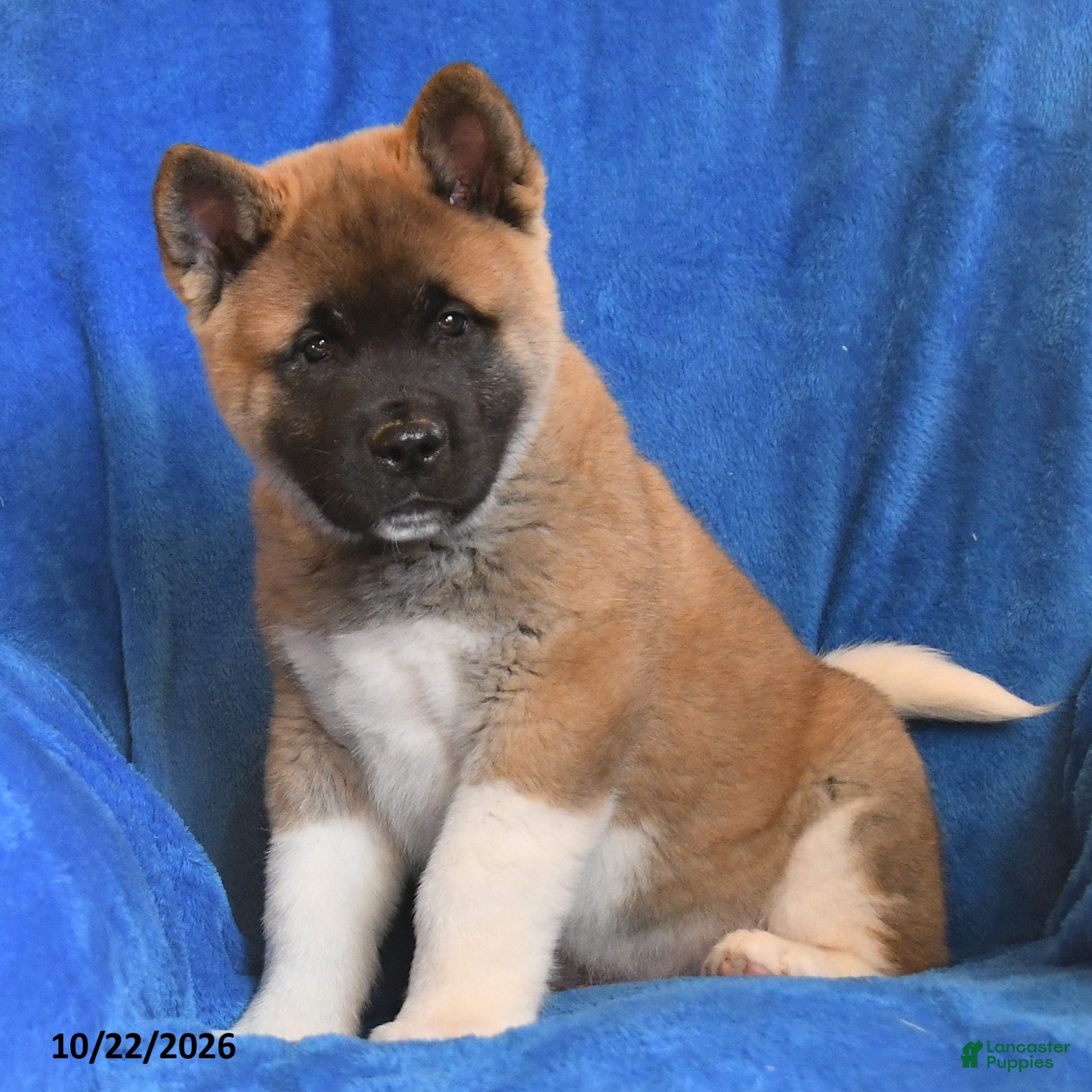 Akita dogs for sale: Thomas - Ad 2