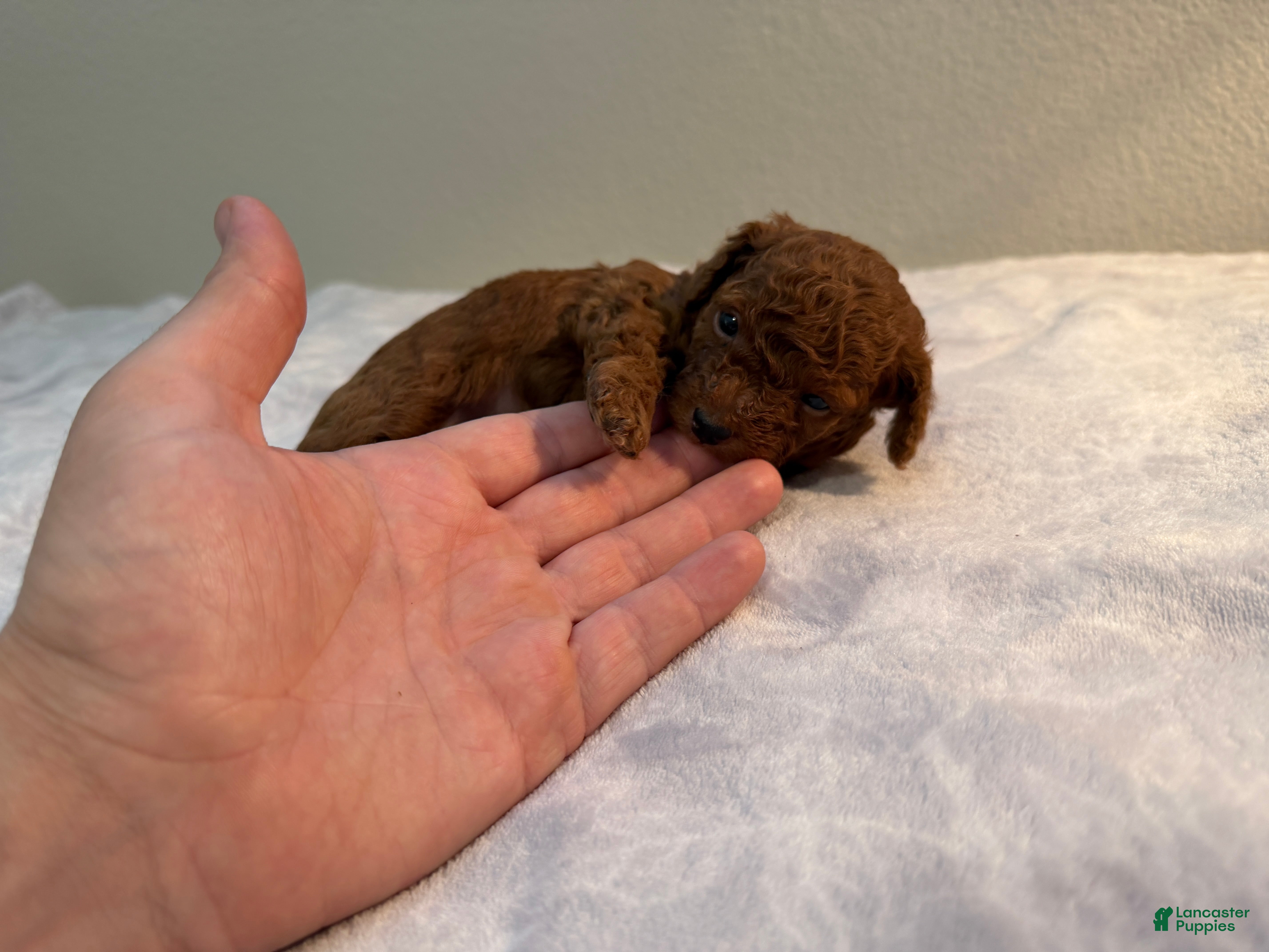 Toy Poodle dogs ❤️🐻 AKC Mahogany Red Male Teacup Toy Poodle 🐻❤️ - Ad 1