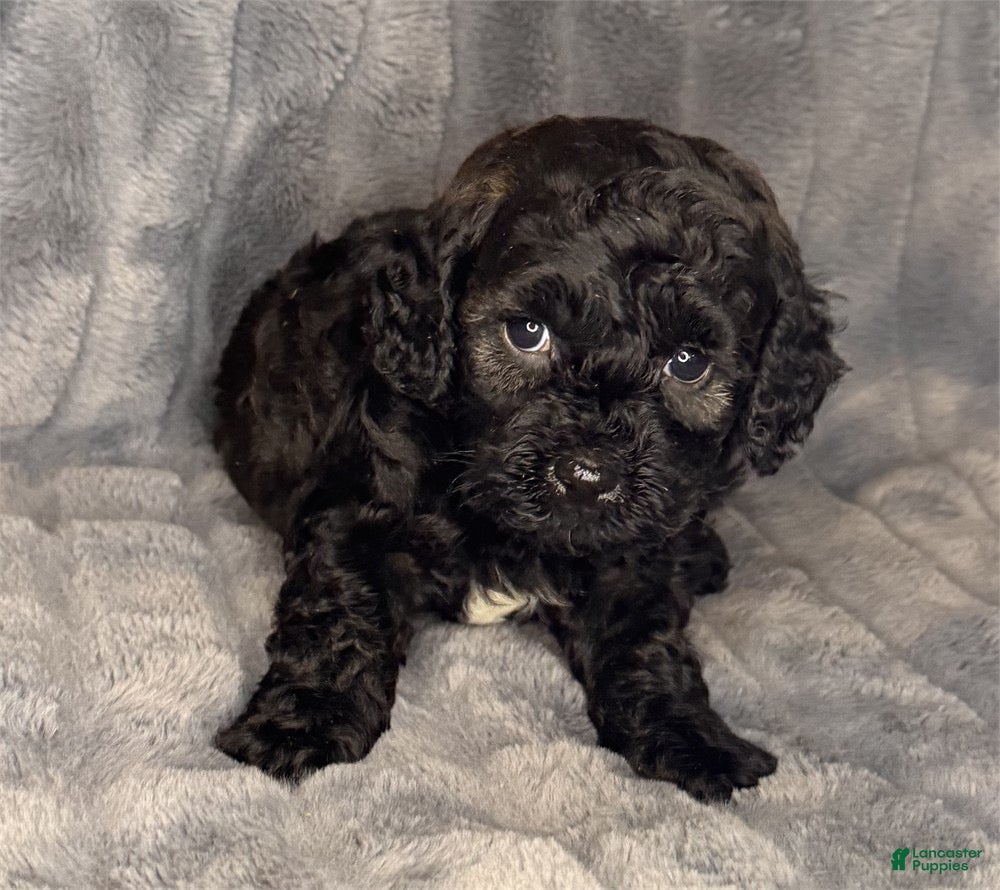 Toy Poodle dogs Click - Ad 18