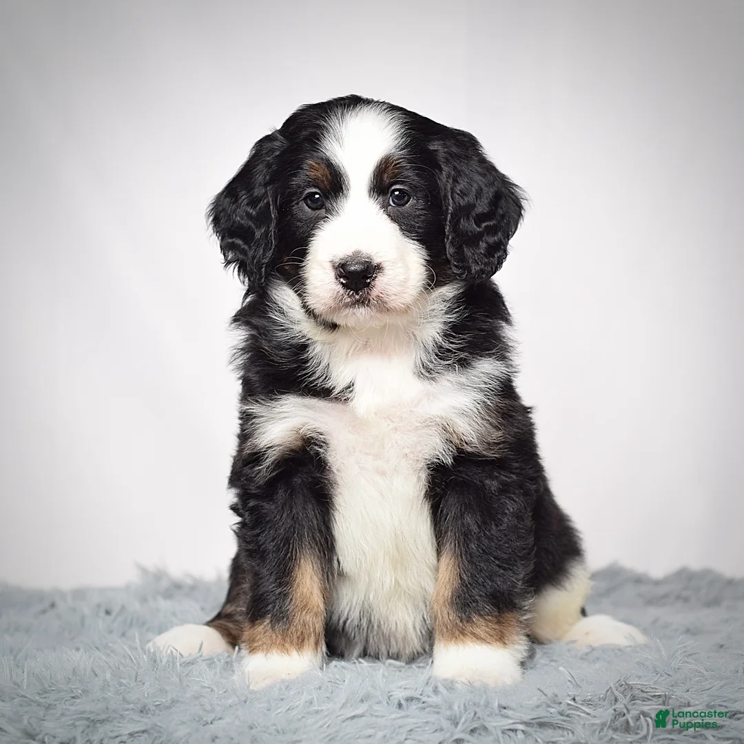 Bernedoodle dogs for sale: Ms. Vanessa - Ad 5