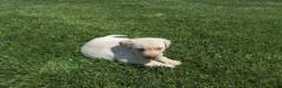 Labrador Retriever dogs for sale: Labrador Retriever Puppy 1 - Ad 9