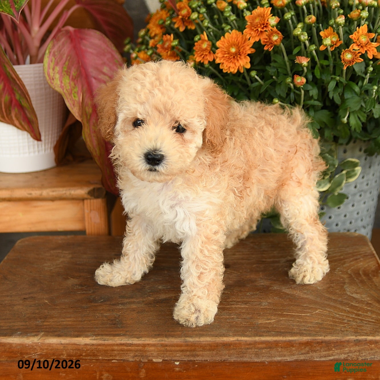 Miniature Poodle dogs for sale: Candi - Ad 2