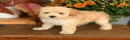 Miniature Poodle dogs for sale: Candi - Ad 1