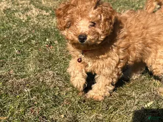 Miniature Poodle dogs Miniature Poodle Poppy - Ad 5