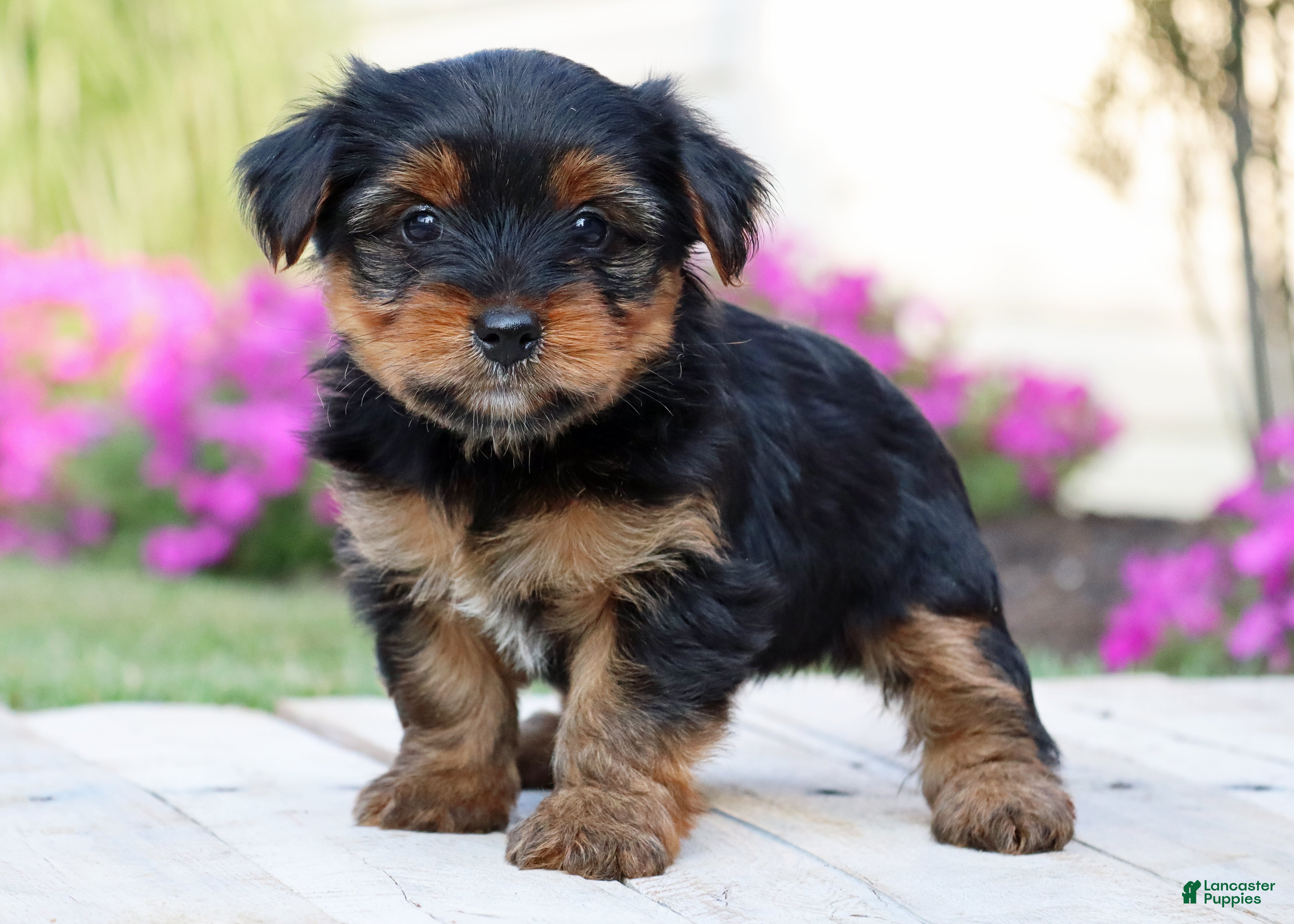 Yorkshire Terrier dogs Latte - Ad 2
