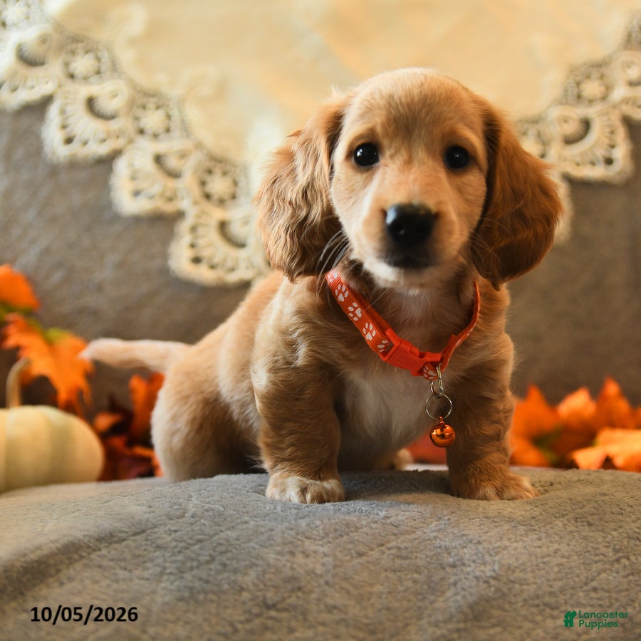 Sport (Dachshund, Male) in Ephrata, PA