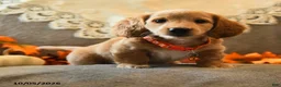 Miniature Dachshund dogs for sale: Sport - Ad 1