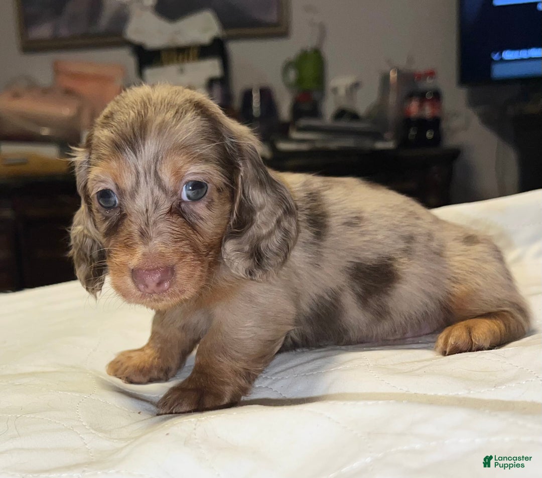 Miniature Dachshund dogs for sale: Miniature Dachshund Puppy 1 - Ad 8