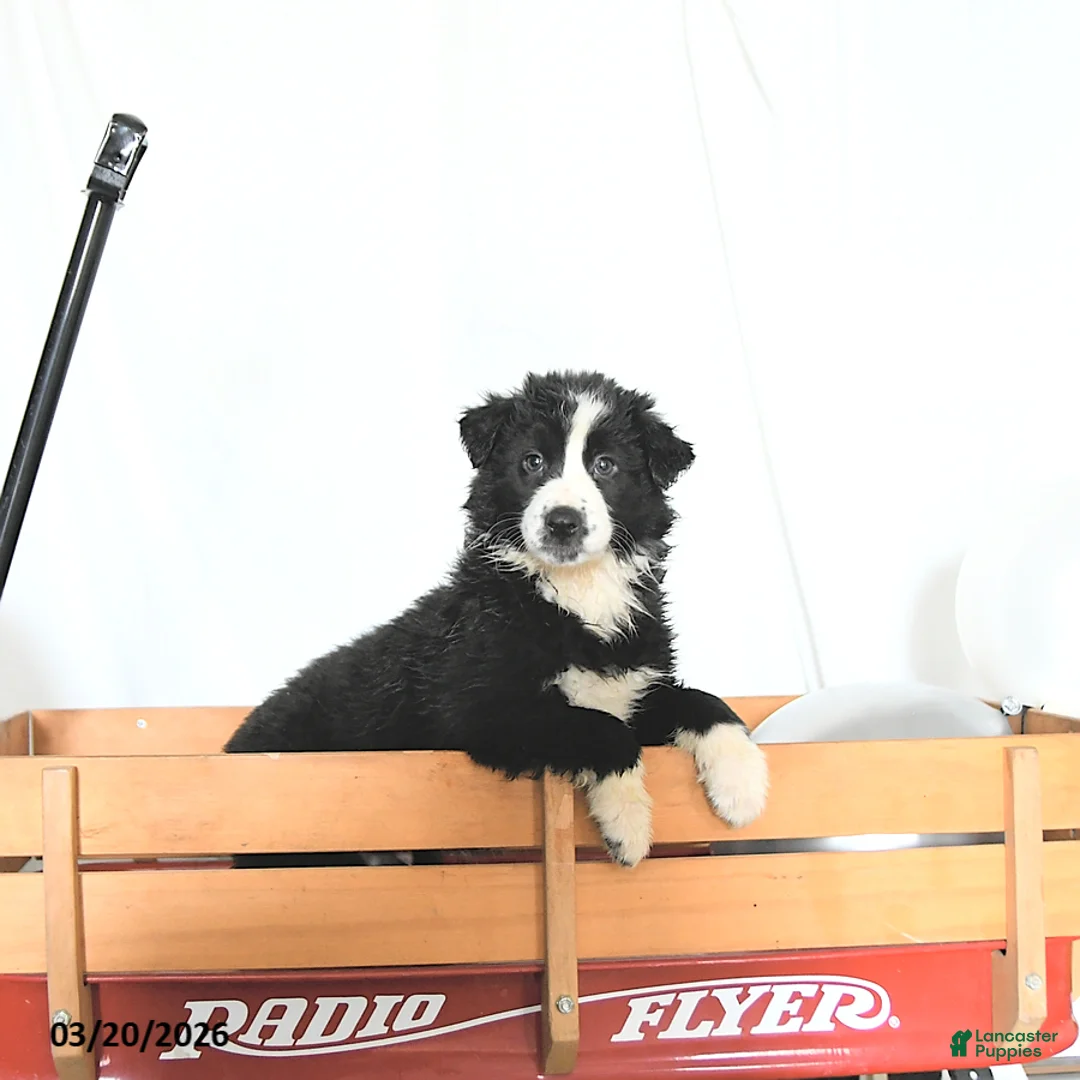 Border Collie dogs for sale: Fritz - Ad 1