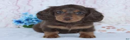 Miniature Dachshund dogs for sale: Franklin - Ad 5