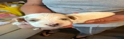 Mixed Breed dogs for sale: Tucker - Ad 6