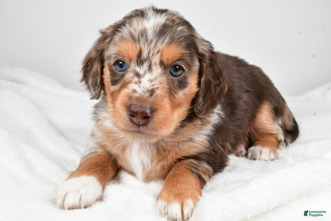 Miniature Dachshund dogs for sale: Charles - Ad 5