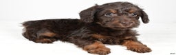 Mixed Breed dogs for sale: Twinkle - Ad 6
