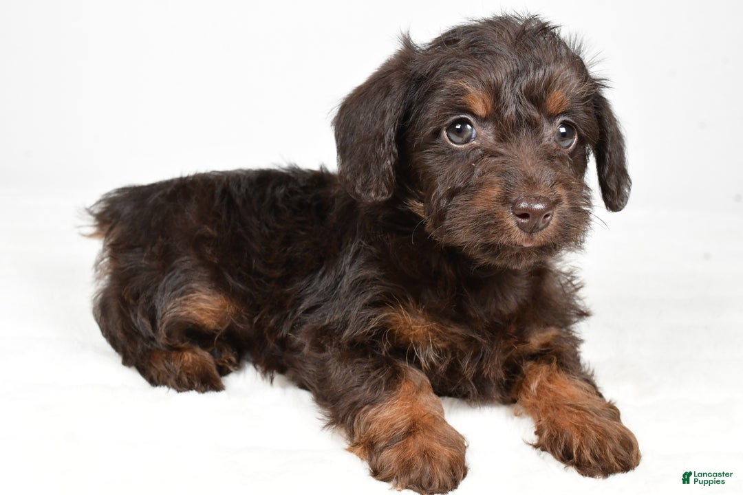 Mixed Breed dogs for sale: Twinkle - Ad 6