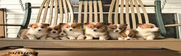 Welsh Corgi Pembroke dogs for sale: Sadie - Ad 5