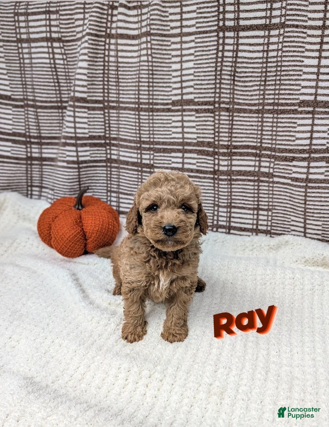Mini Goldendoodle dogs for sale: Ray - Ad 2