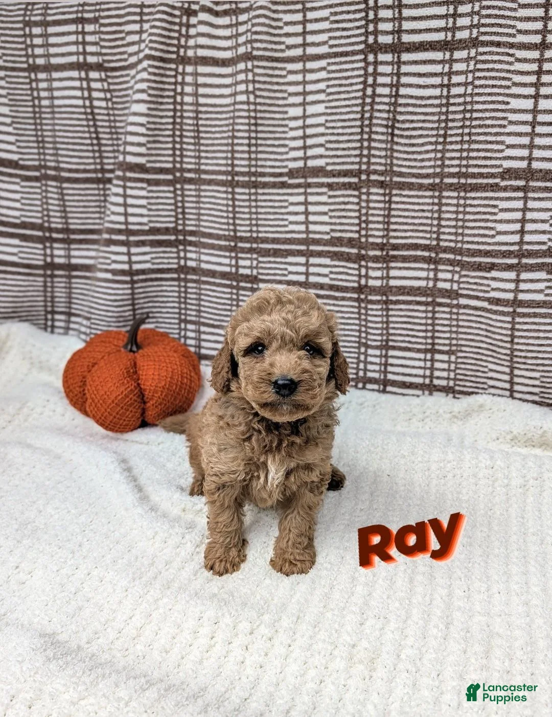 Mini Goldendoodle dogs for sale: Ray - Ad 1