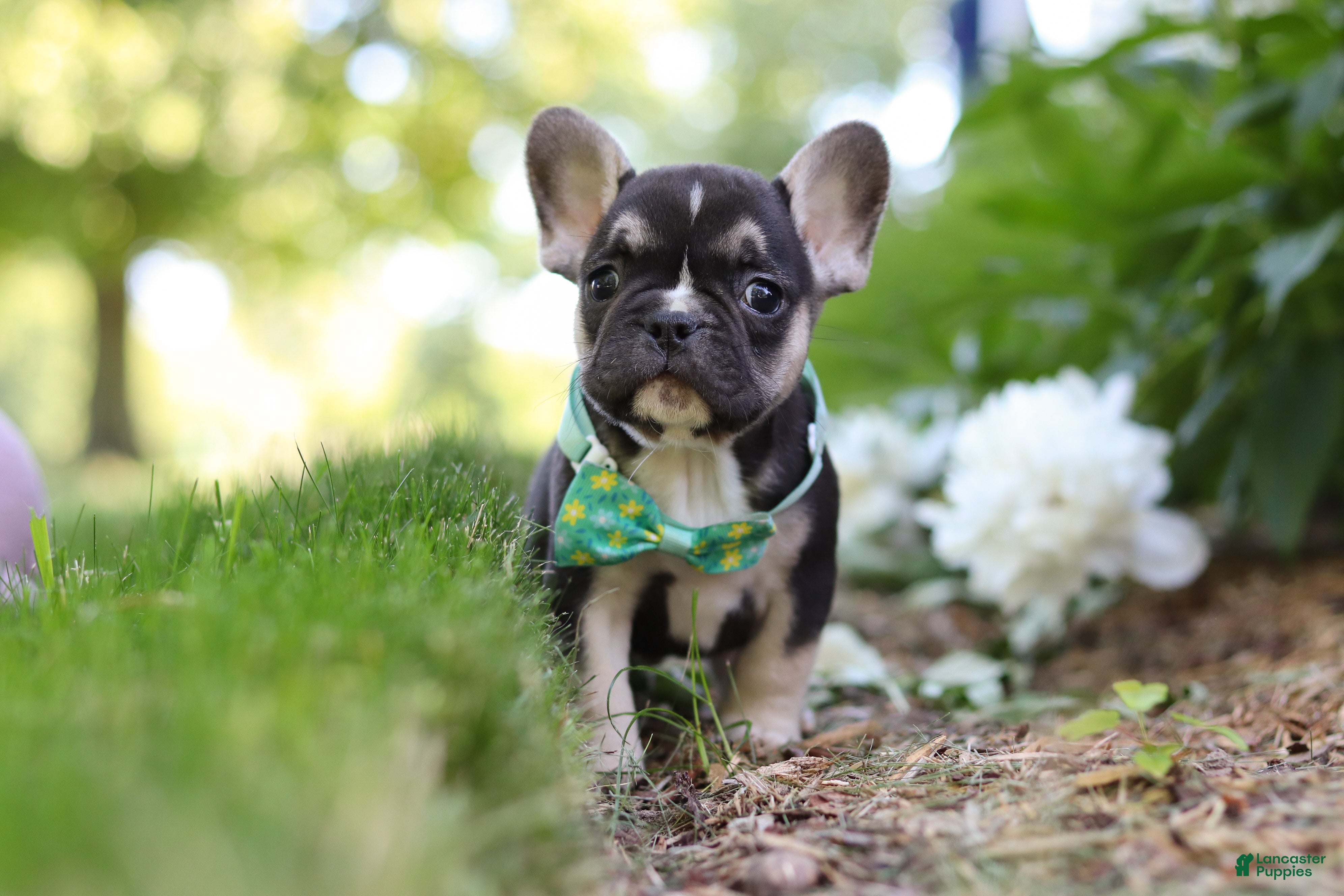 French Bulldog dogs Percy - Ad 1