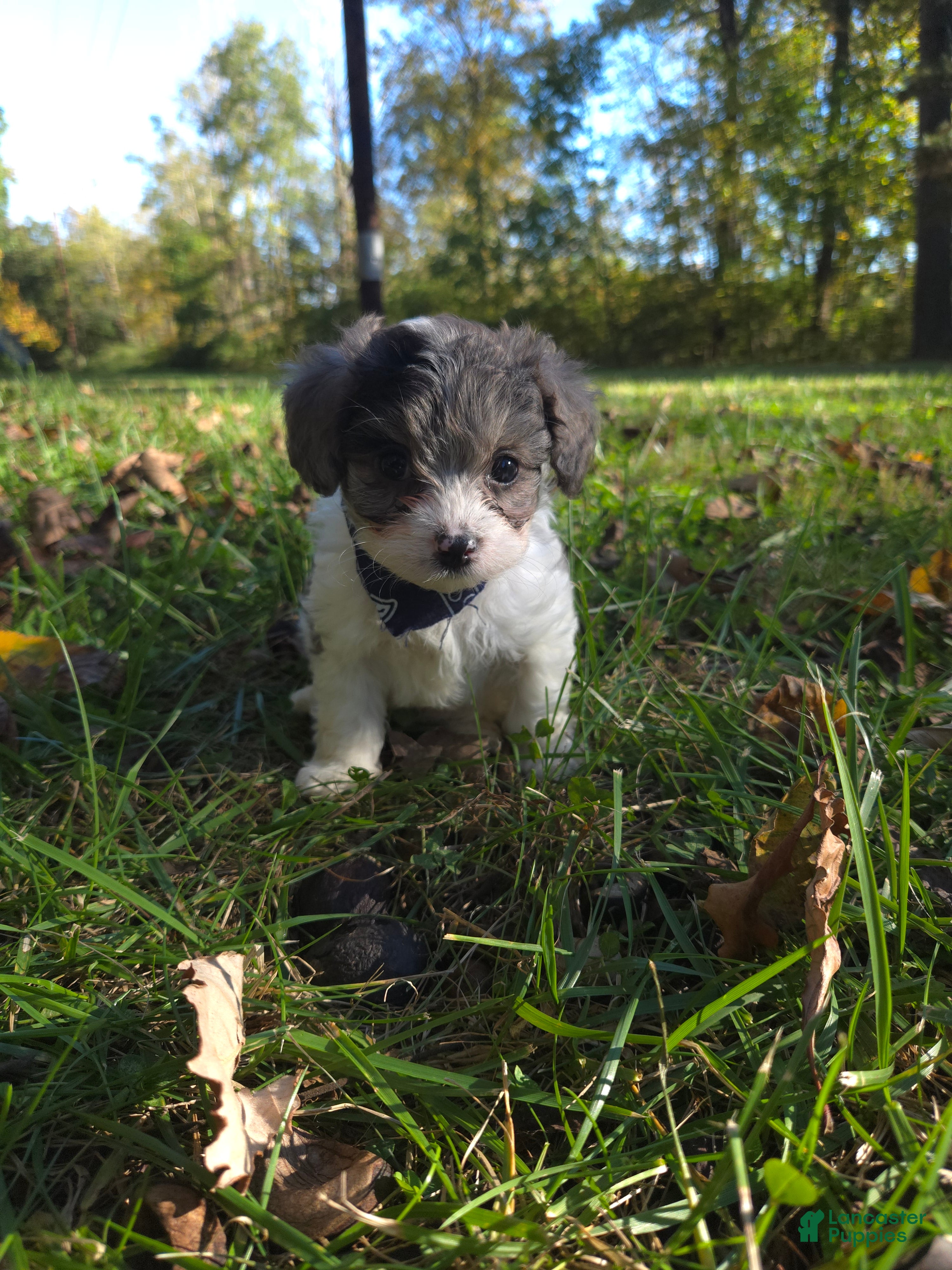 Cavapoo dogs Clover - Ad 2
