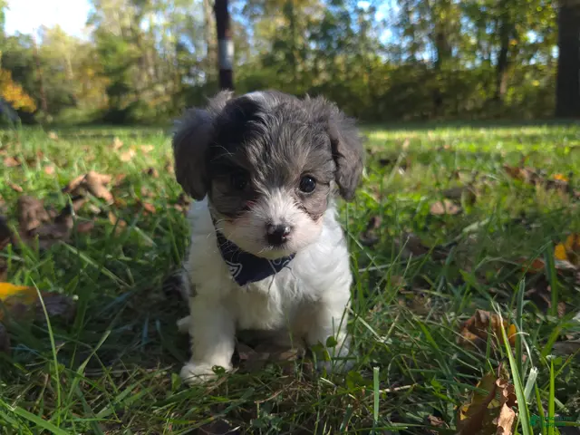 Cavapoo dogs for sale: Clover - Ad 2